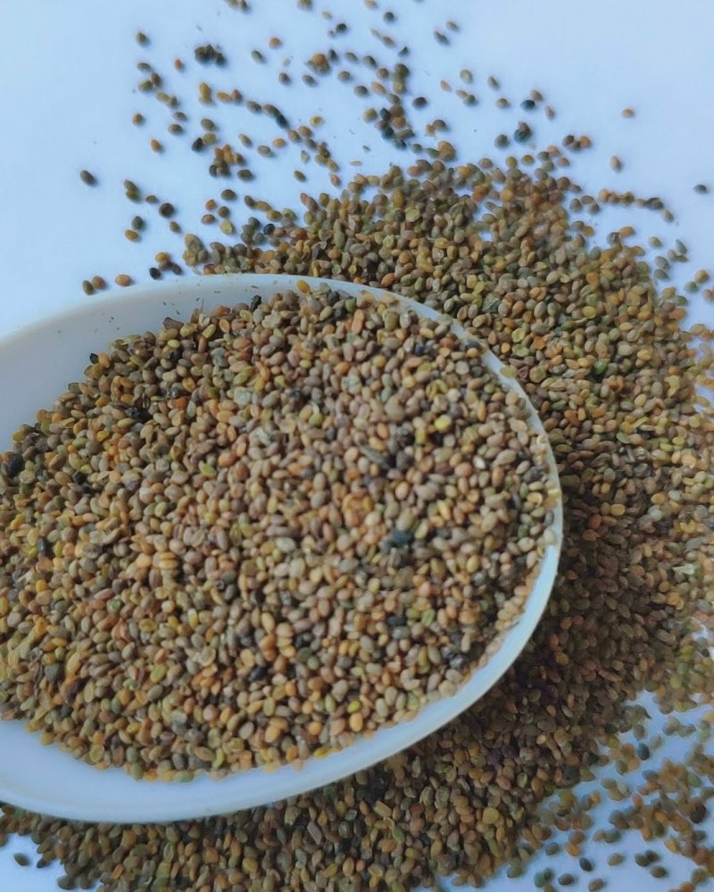 小叶芝麻菜种子进口火箭菜种子高产基地大田特菜发芽率高