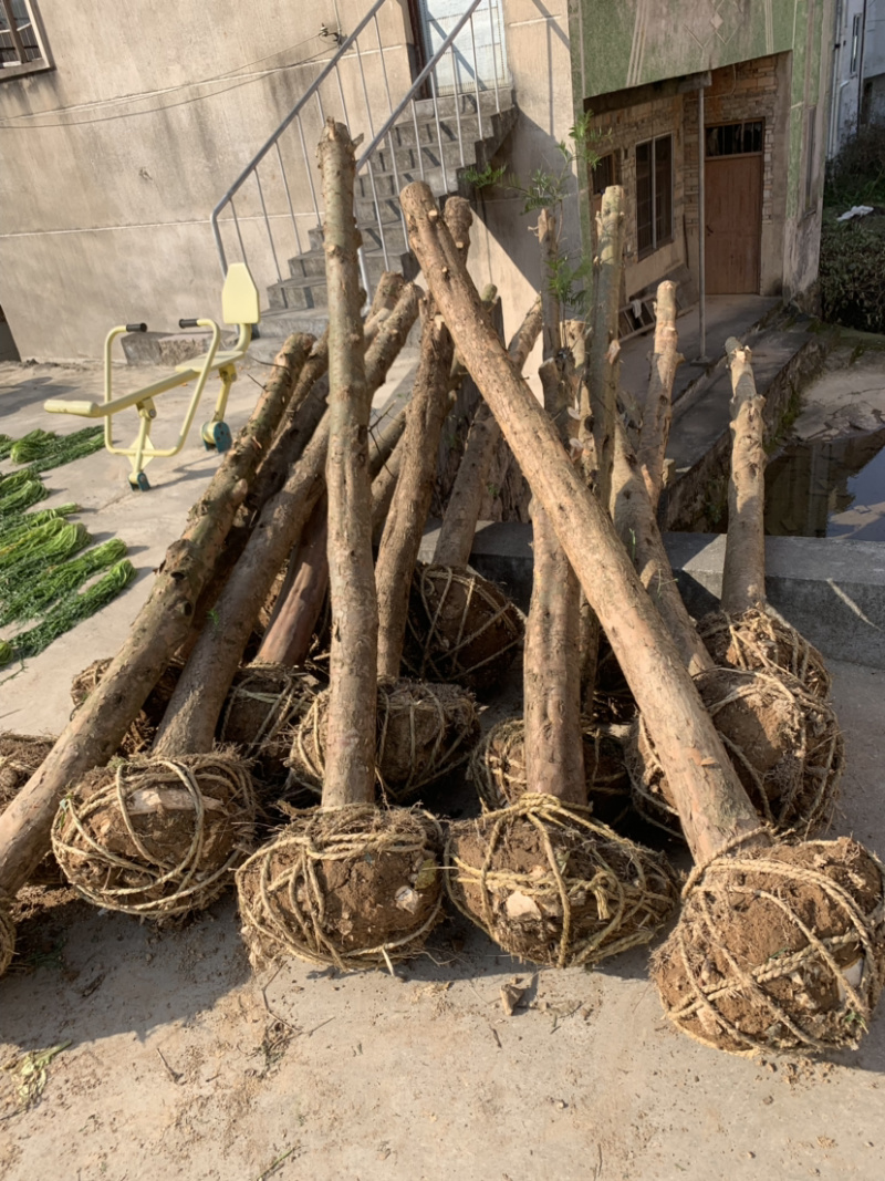 红豆杉征用占地苗10-15公分光杆苗