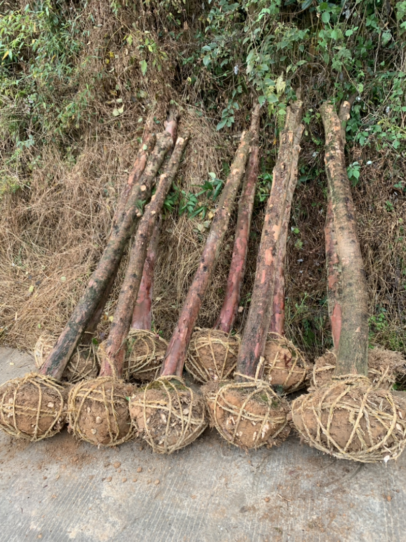 红豆杉征用占地苗10-15公分光杆苗
