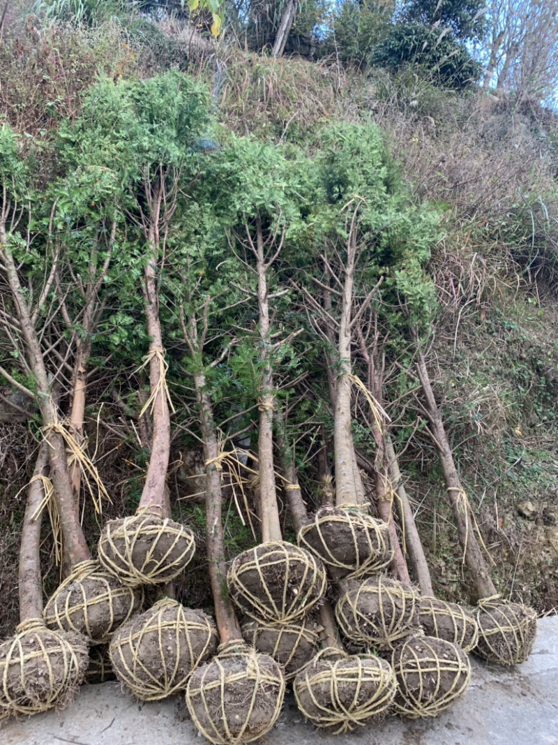 红豆杉征用占地苗10-15公分光杆苗