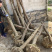 红豆杉征用占地苗10-15公分光杆苗