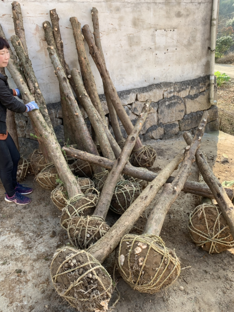 红豆杉征用占地苗10-15公分光杆苗