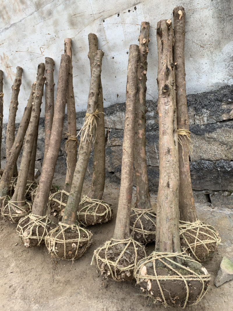 红豆杉征用占地苗10-15公分光杆苗