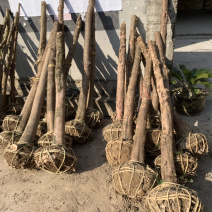 红豆杉征用占地苗10-15公分光杆苗