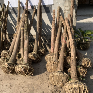 红豆杉征用占地苗10-15公分光杆苗