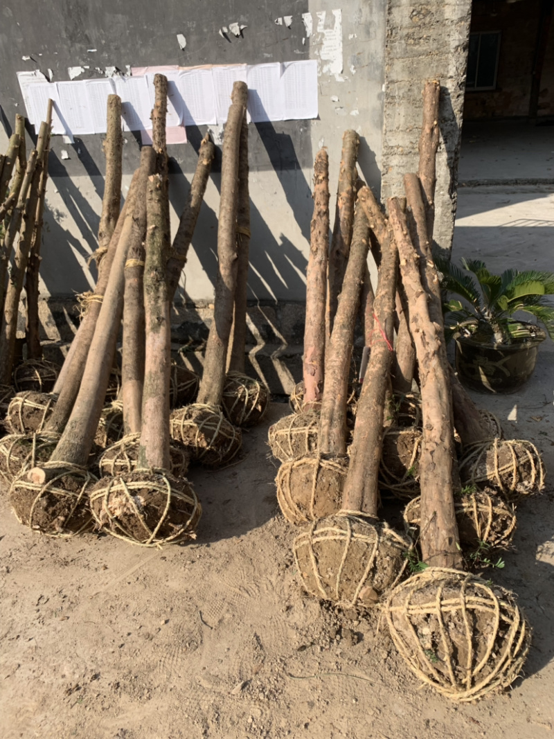红豆杉征用占地苗10-15公分光杆苗