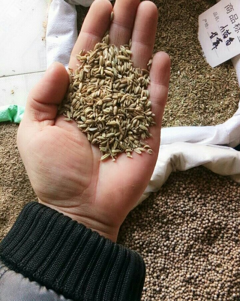 小茴香籽小茴香粒无硫无染色调料卤料香料各种中药材