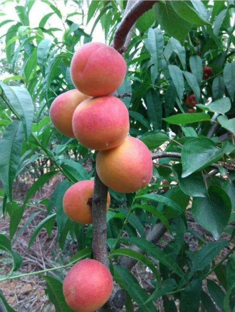 红满天杏树苗果子口感好可提供技术指导