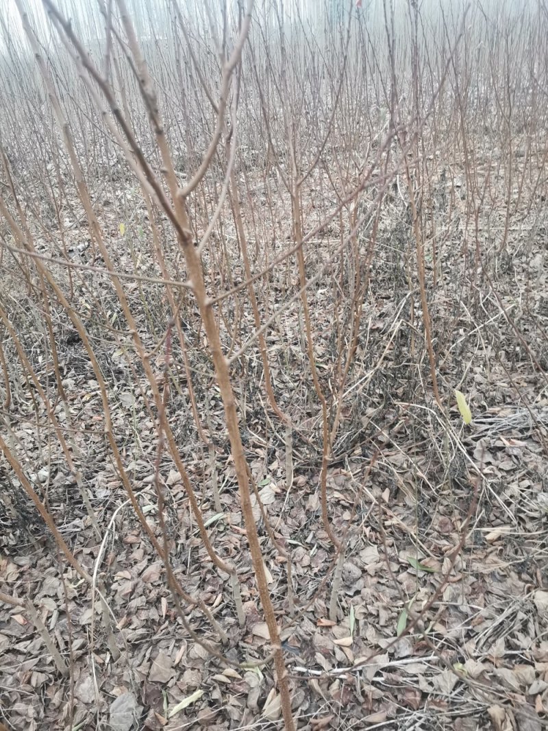 红满天杏树苗果子口感好可提供技术指导