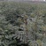 大红袍和狮子头花椒苗0.5以上通货量大优惠品种保证。