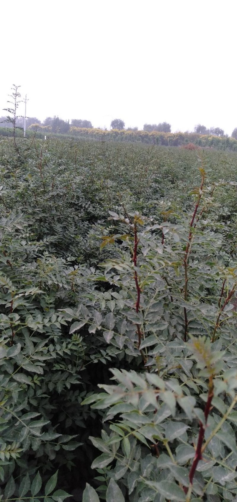 大红袍和狮子头花椒苗0.5以上通货量大优惠品种保证。
