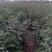 大红袍和狮子头花椒苗0.5以上通货量大优惠品种保证。