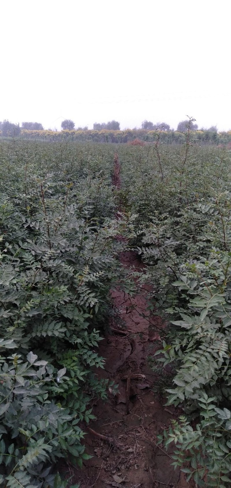 大红袍和狮子头花椒苗0.5以上通货量大优惠品种保证。