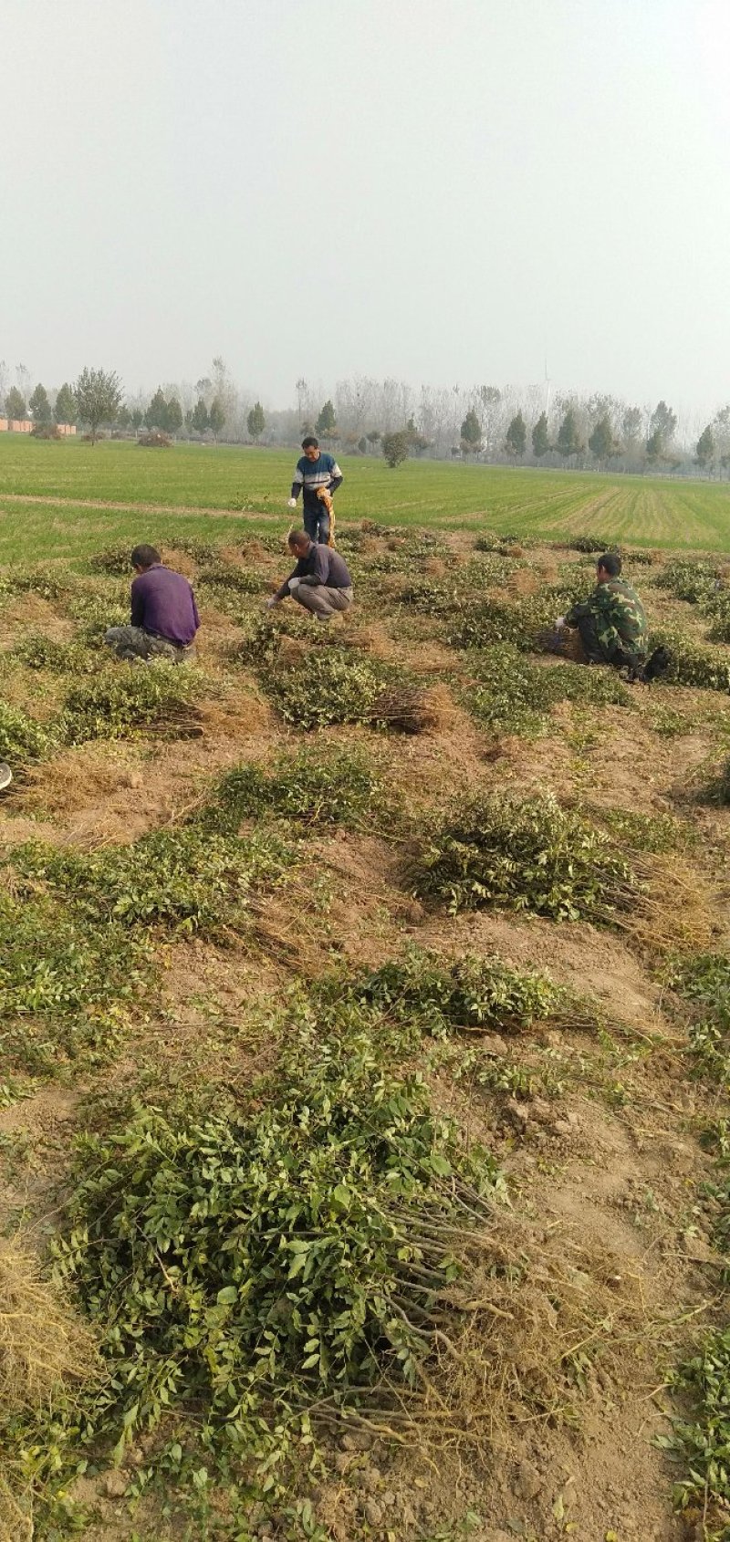 大红袍和狮子头花椒苗0.5以上通货量大优惠品种保证。