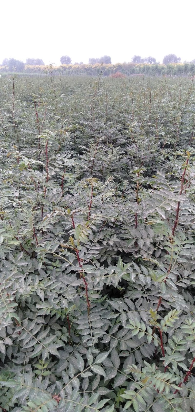 大红袍和狮子头花椒苗0.5以上通货量大优惠品种保证。