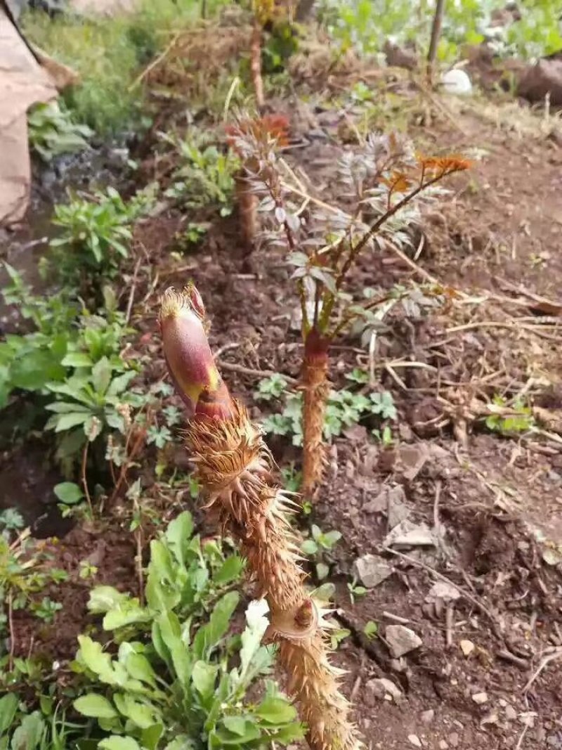 刺老芽，刺耳包，红尖下山桩大苗，