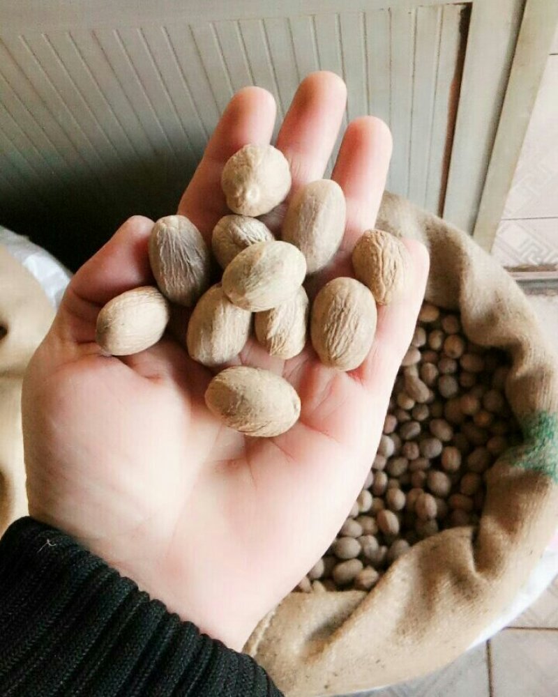 肉蔻玉果调料卤料香料中药材吴虫蛀
