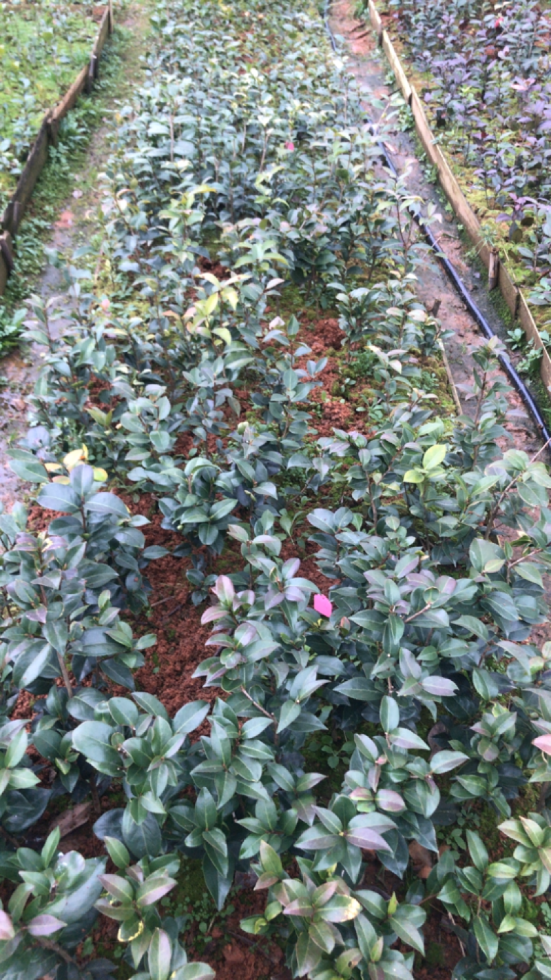 国外品种茶花苗（贝拉，伯拜范）