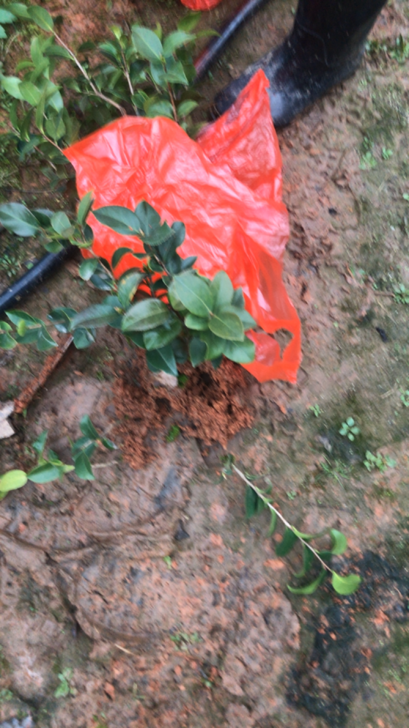 国外品种茶花苗（贝拉，伯拜范）