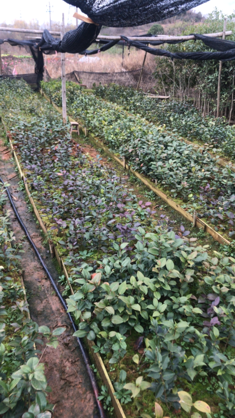 国外品种茶花苗（贝拉，伯拜范）