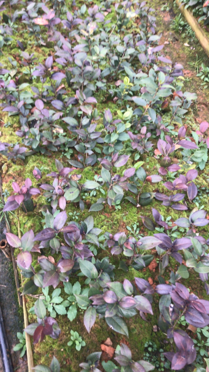 国外品种茶花苗（贝拉，伯拜范）