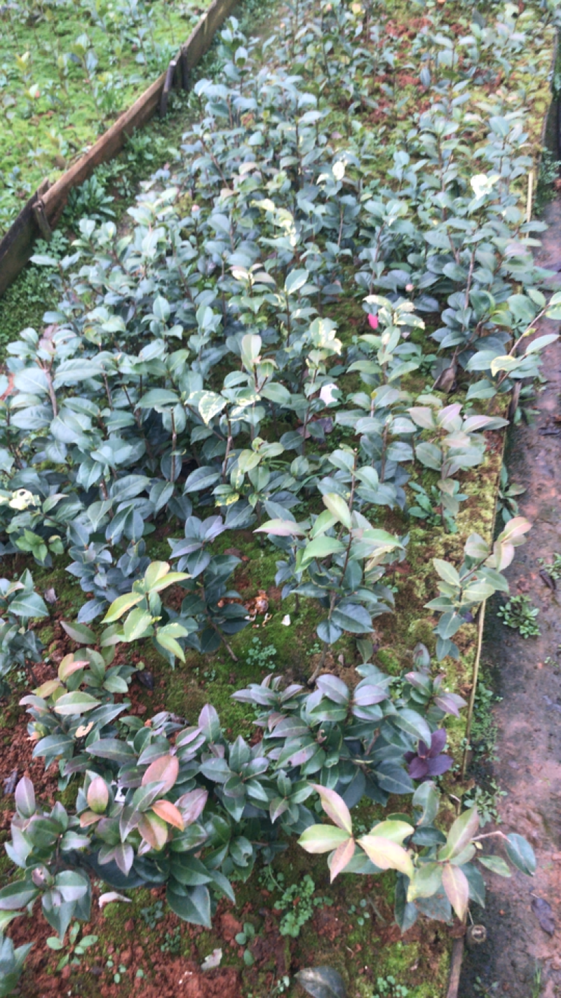 国外品种茶花苗（贝拉，伯拜范）