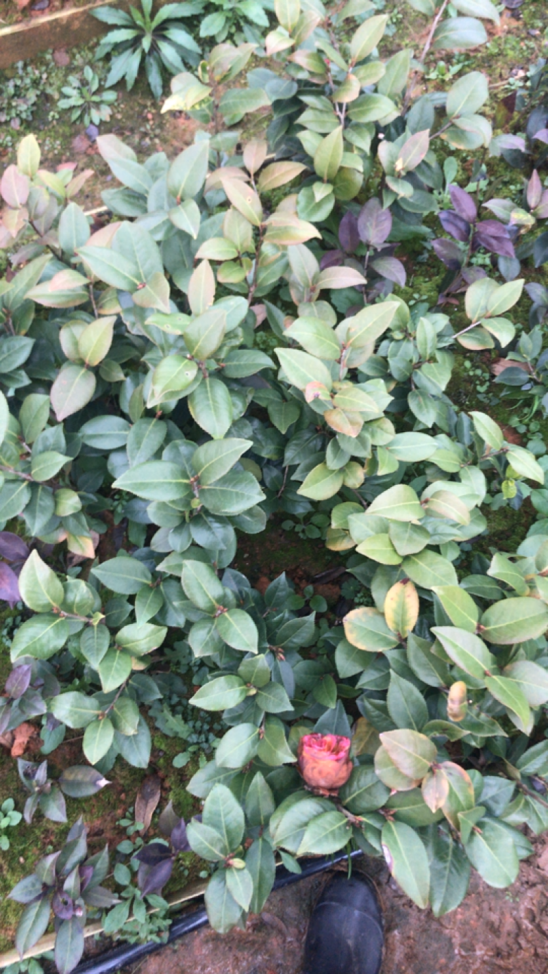 国外品种茶花苗（贝拉，伯拜范）