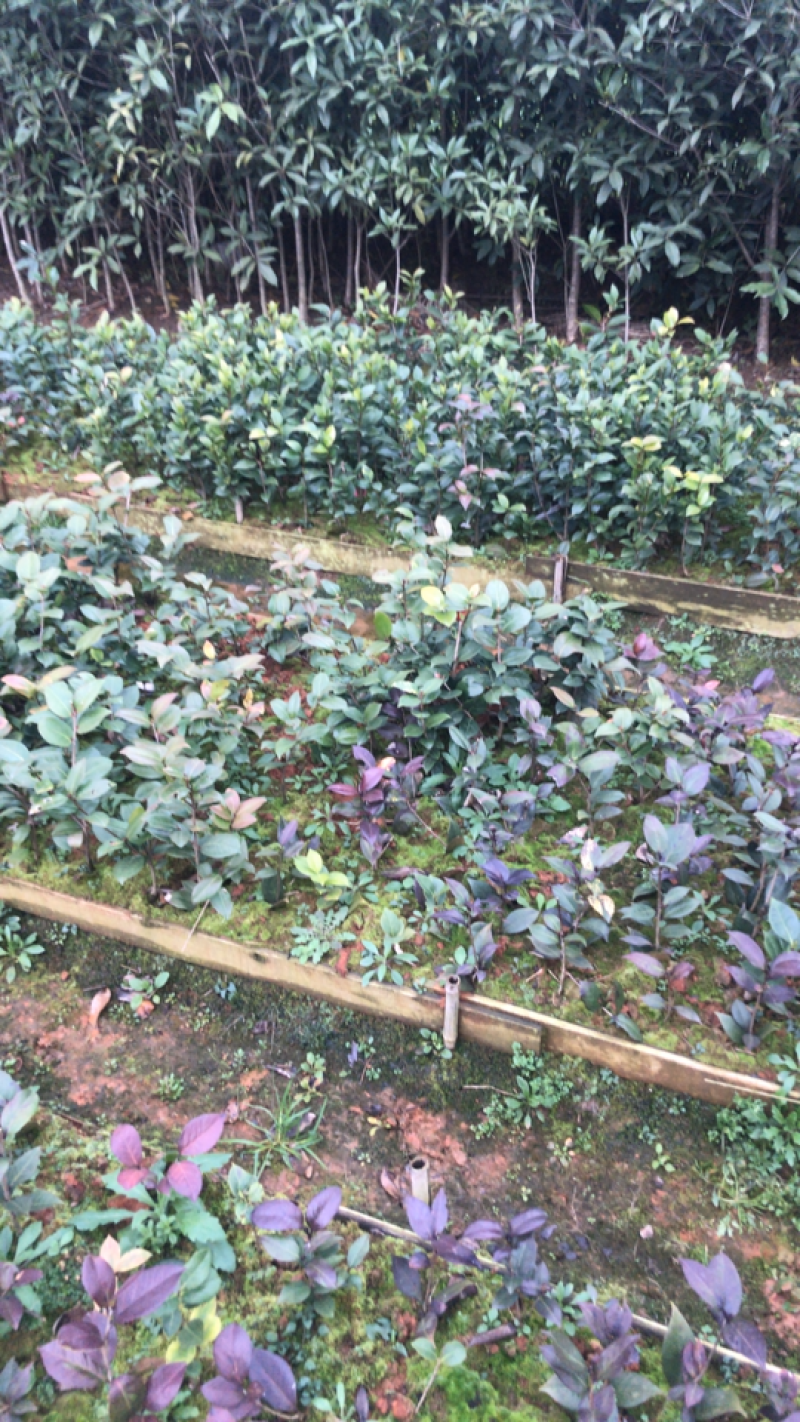 国外品种茶花苗（贝拉，伯拜范）