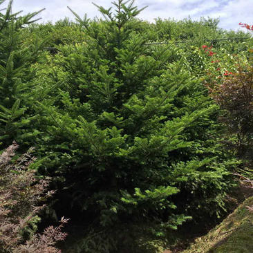 日本冷杉树苗高4-6米13-16公分