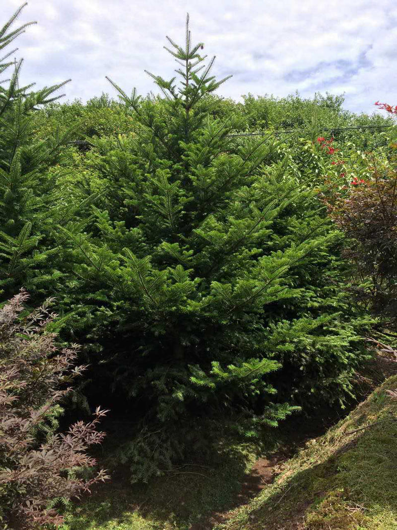 日本冷杉树苗高4-6米13-16公分