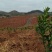 2000亩缓坡山地