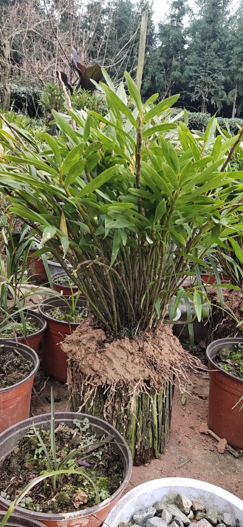 夹江叠鞘石斛(黄草)，发展种植，花展必备，可药用，亦可观