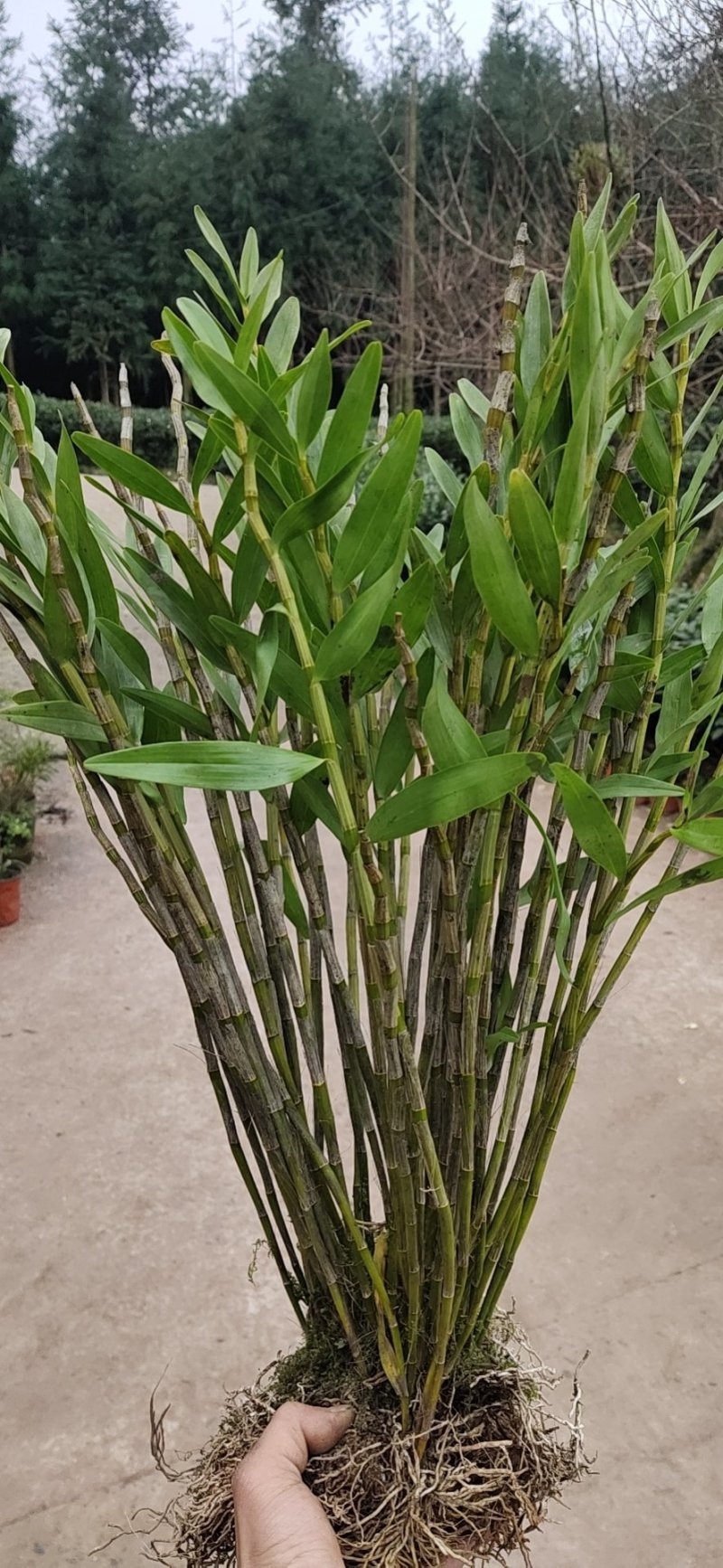 夹江叠鞘石斛(黄草)，发展种植，花展必备，可药用，亦可观