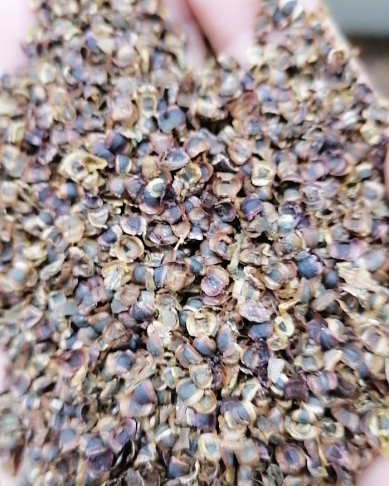 金鸡菊种子野菊花大花金鸡菊金鸡菊花种花海绿化多年生
