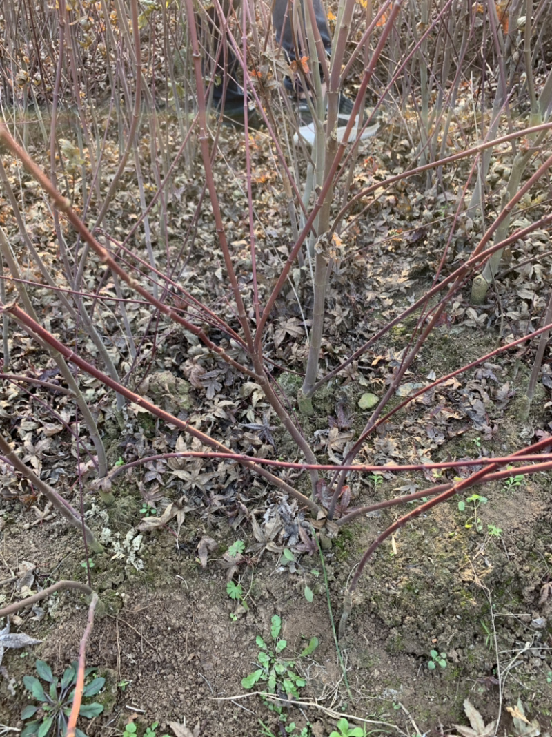 日本红枫红舞姬丛生小苗盆景素材苗基地批发供应