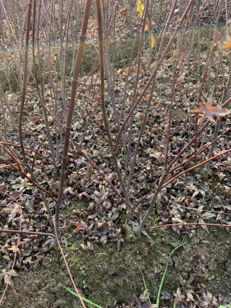 日本红枫红舞姬丛生小苗盆景素材苗基地批发供应