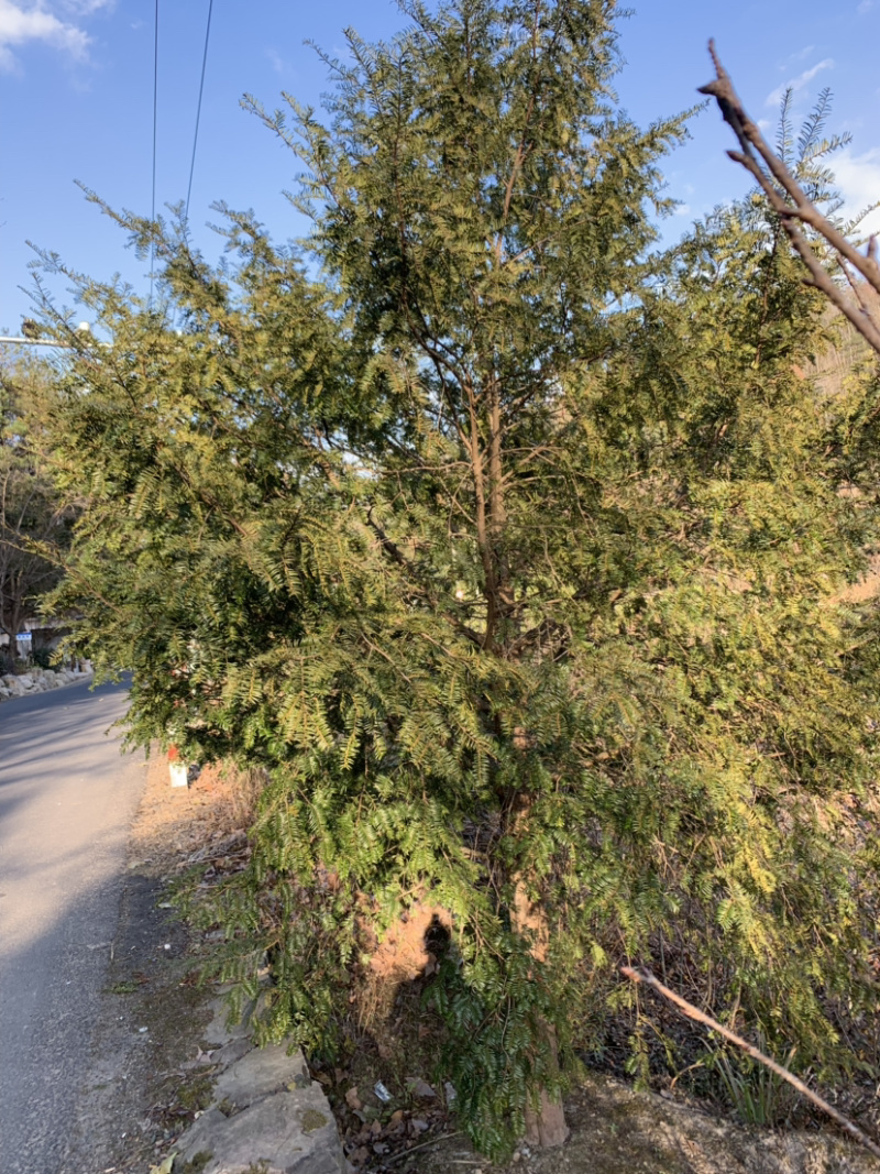 红豆杉8-12公分征用苗占地苗培款苗大量供应