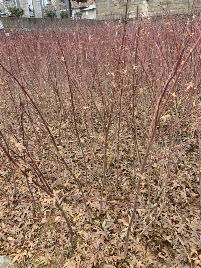 红枫小苗高度50-80cm低价批发出售