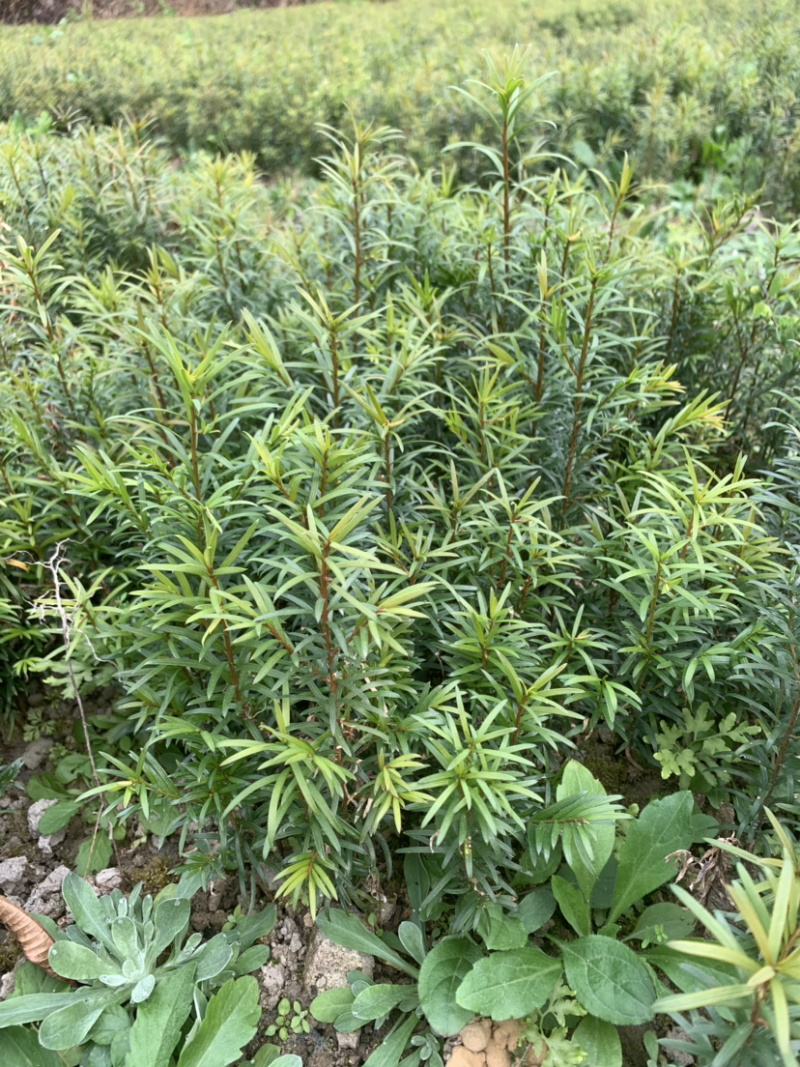 红豆杉小苗南方红豆杉树苗一年生小苗供应