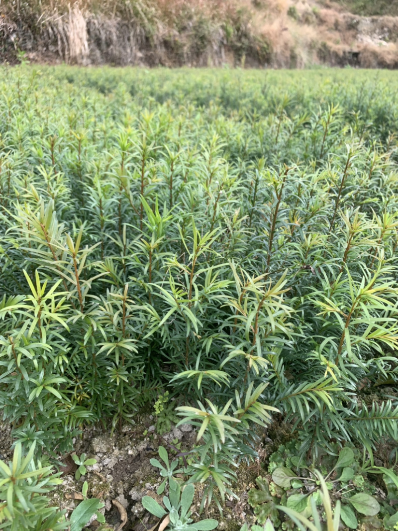 红豆杉小苗南方红豆杉树苗一年生小苗供应