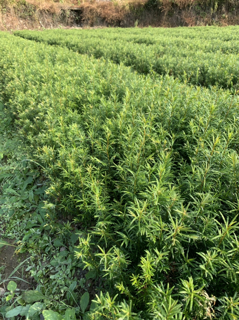 红豆杉小苗南方红豆杉树苗一年生小苗供应