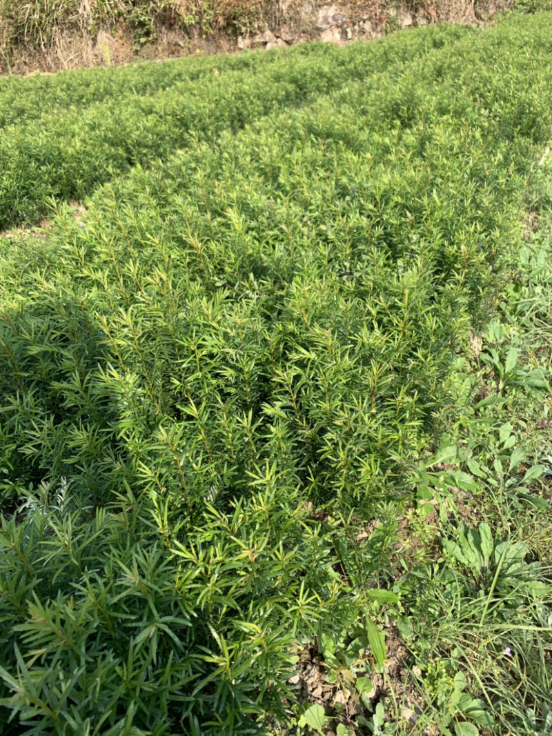 红豆杉小苗南方红豆杉树苗一年生小苗供应