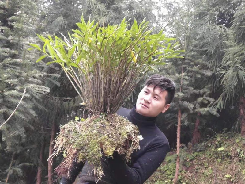 石斛苗，夹江叠鞘石斛产地批发一系列