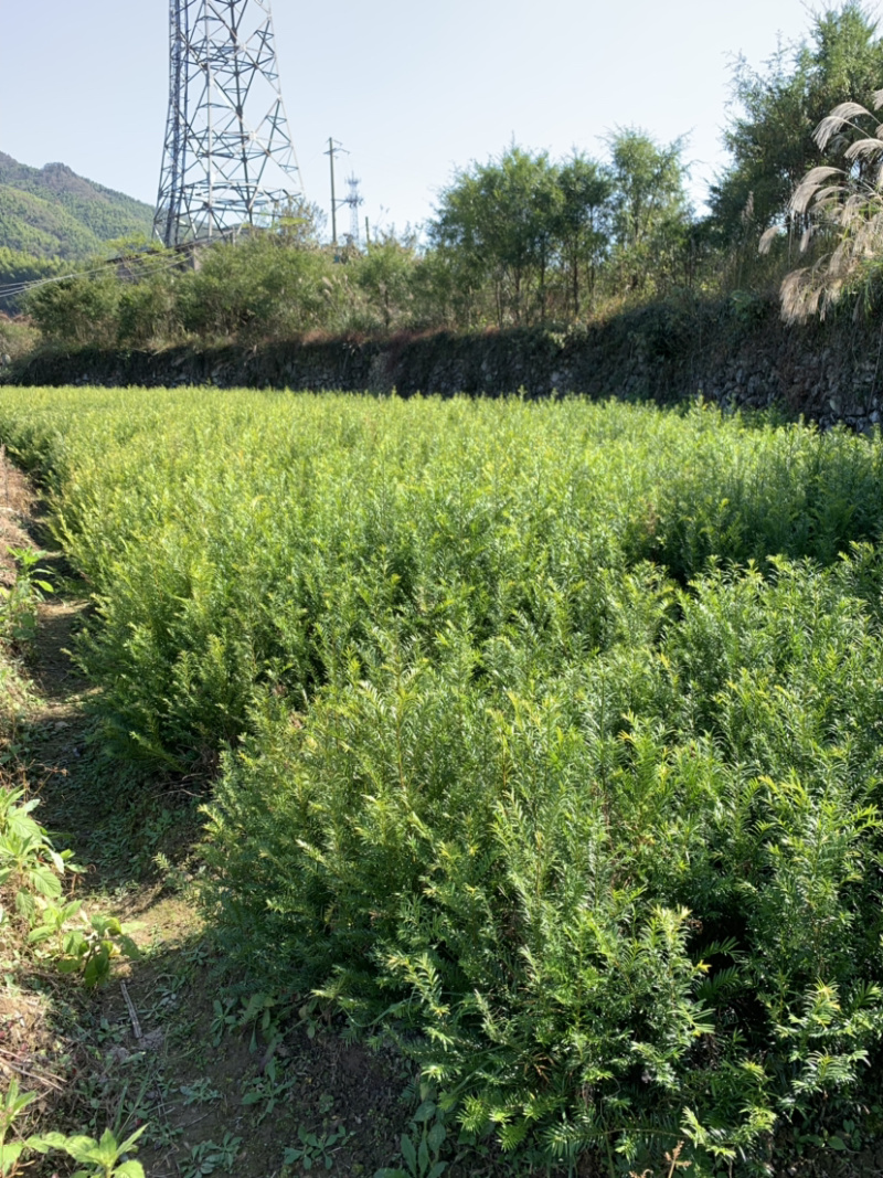 红豆杉两年苗高度30-60cm低价批发价格供应