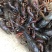 藕种373511~13厘米30~35厘米