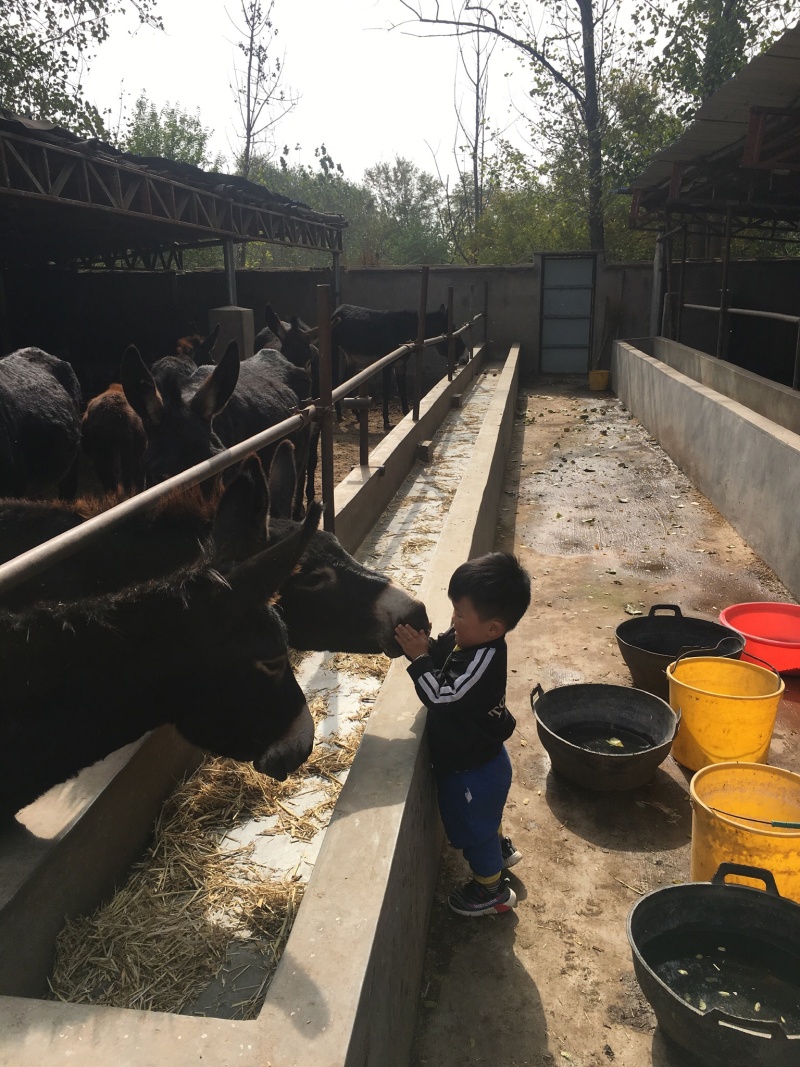 新鲜优质东北草原驴肉，全国供货