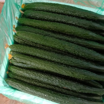 精品西胡芦