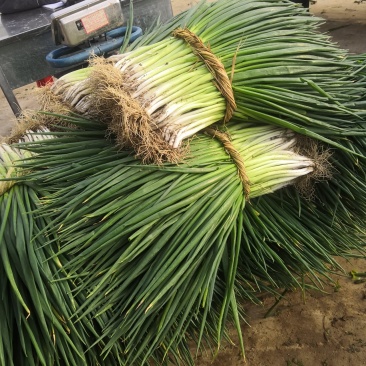 分葱大量上市大葱脱水加工厂做原材料的请联系诚信代办