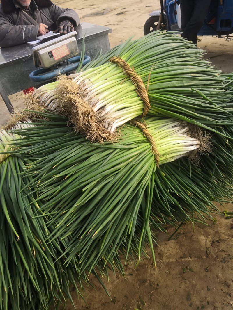 分葱大量上市大葱脱水加工厂做原材料的请联系诚信代办