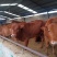 肉牛苗200/300斤牛仔苗价格优惠